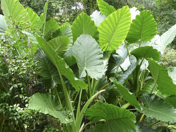 Are Giant Elephant Ears Poisonous To Dogs